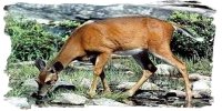 Deer Drinking Water